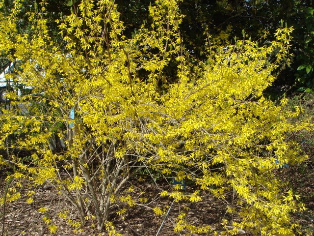 Forsythia ovata 'Tetragold' P9